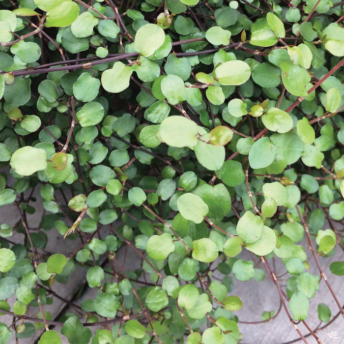 1176-creeping-wire-vine-1.webp Creeping Wire Vine