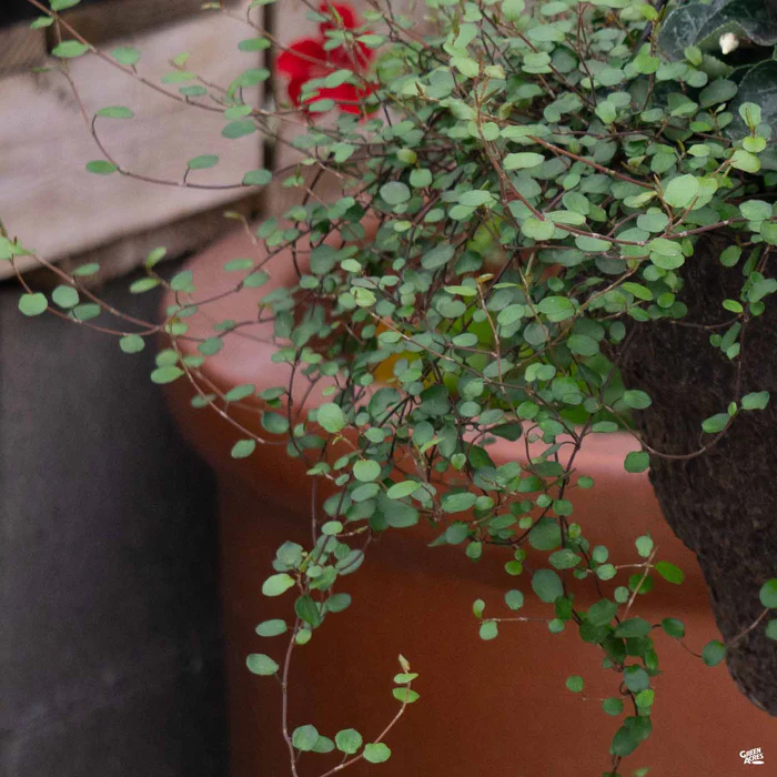 1176-creeping-wire-vine-2.webp Creeping Wire Vine