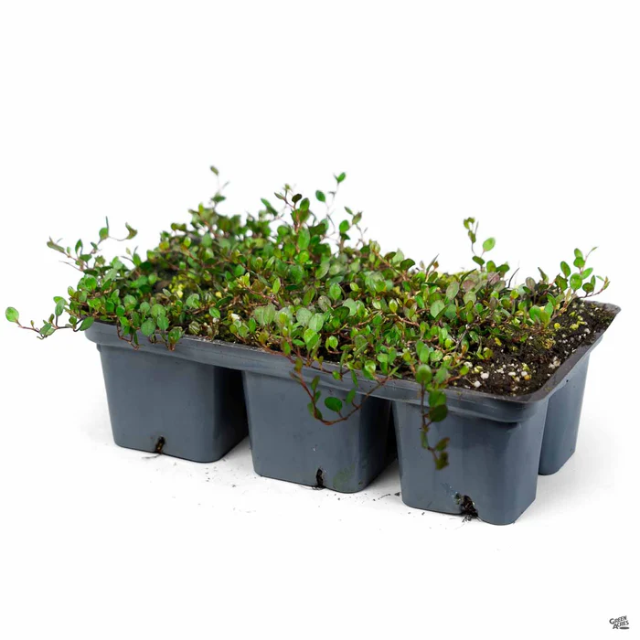 1176-creeping-wire-vine-3.webp Creeping Wire Vine
