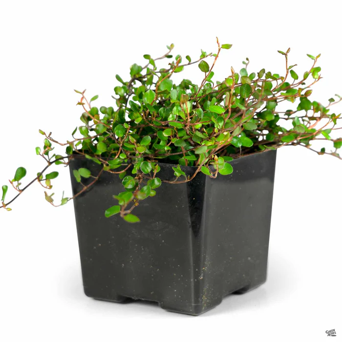 1176-creeping-wire-vine-4.webp Creeping Wire Vine