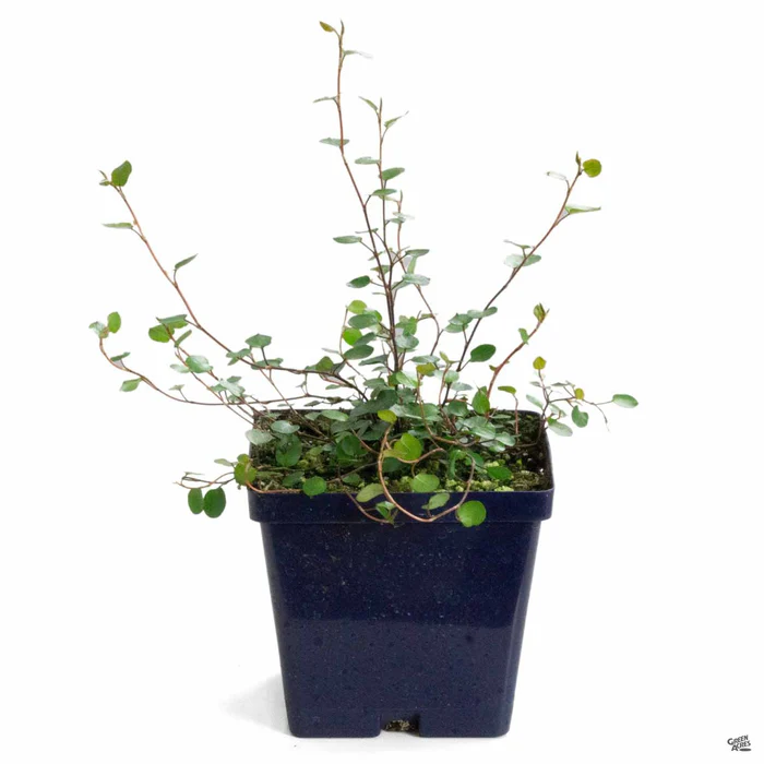 1176-creeping-wire-vine-5.webp Creeping Wire Vine