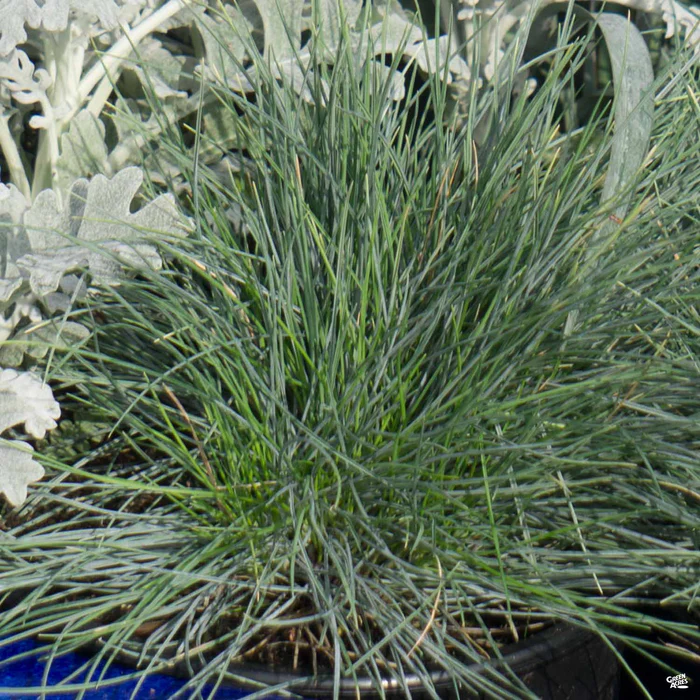 1179-blue-fescue-1.webp Blue Fescue