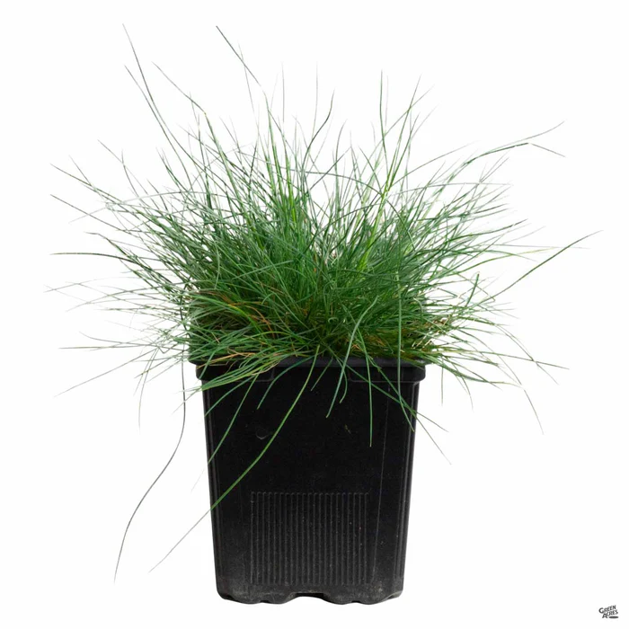 1179-blue-fescue-2.webp Blue Fescue
