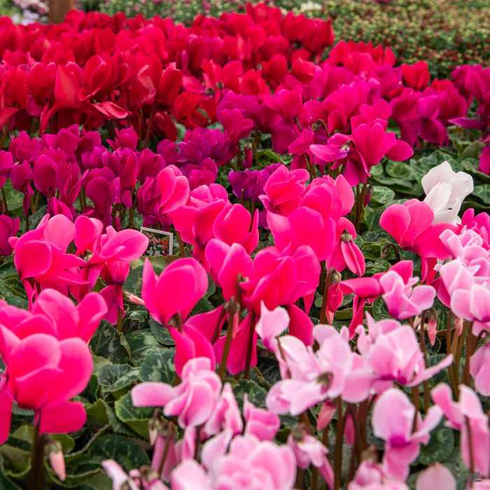 Cyclamen