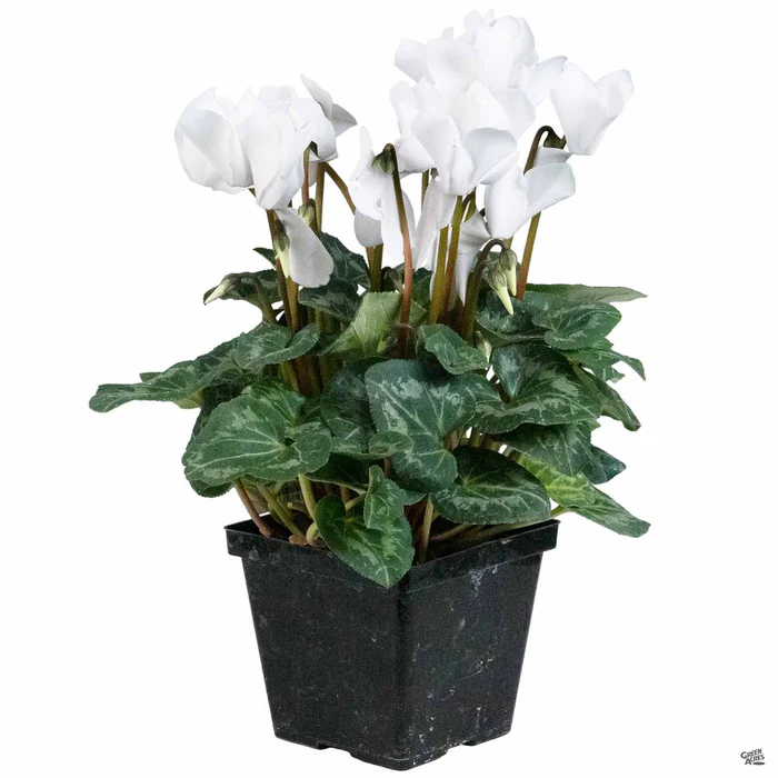 Cyclamen