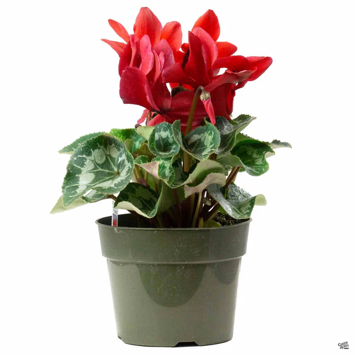 Cyclamen