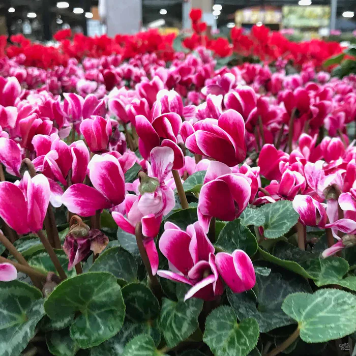 Cyclamen