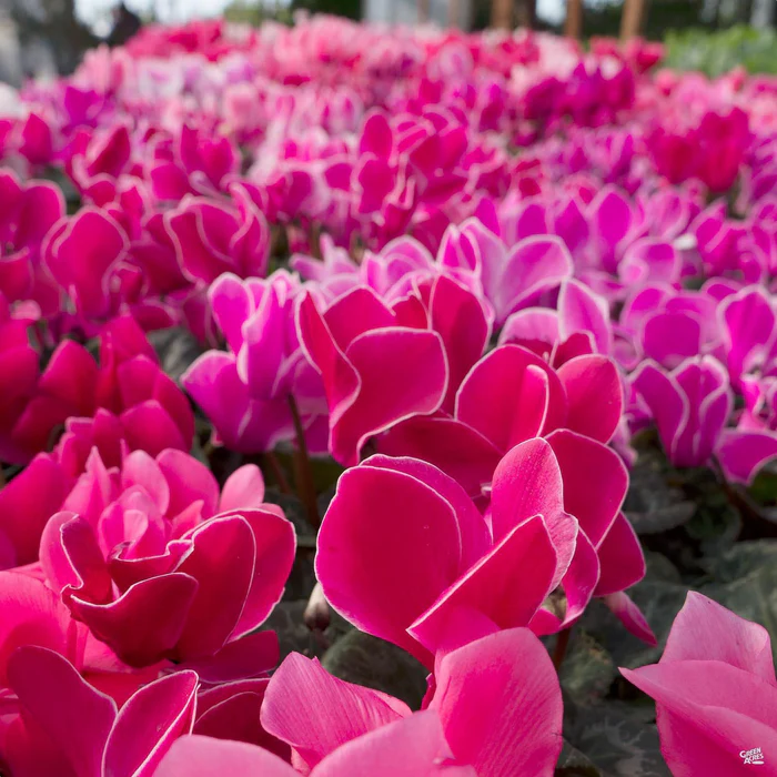 Cyclamen