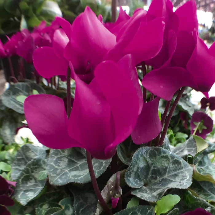 Cyclamen