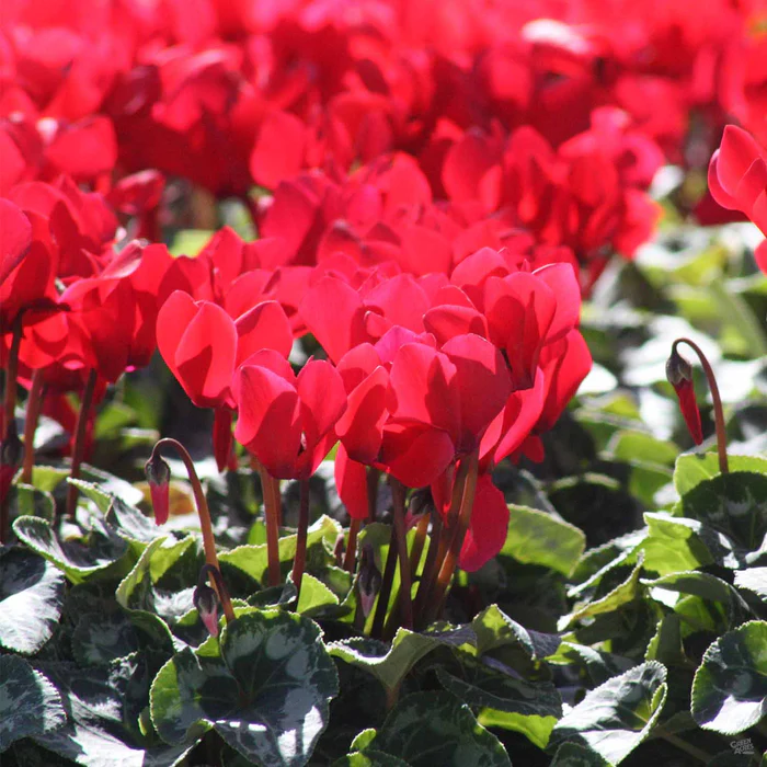 Cyclamen