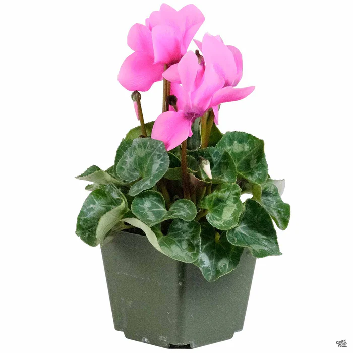 Cyclamen