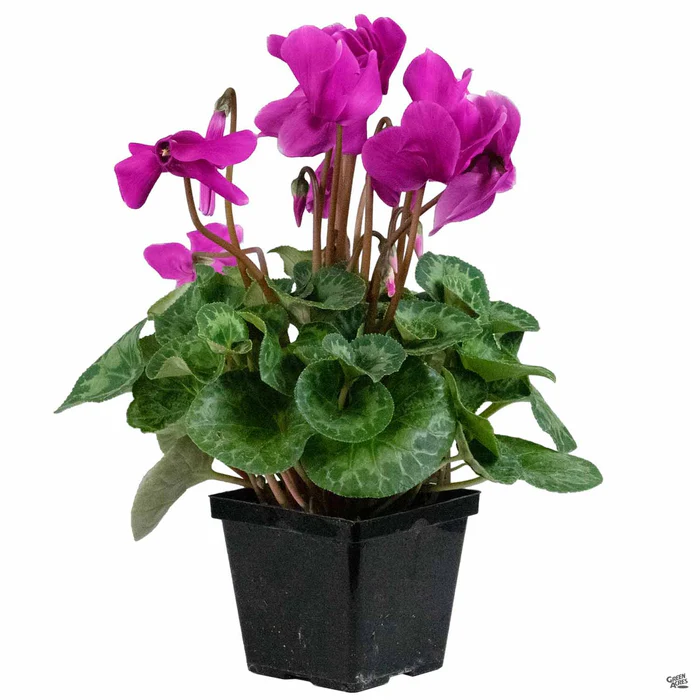Cyclamen