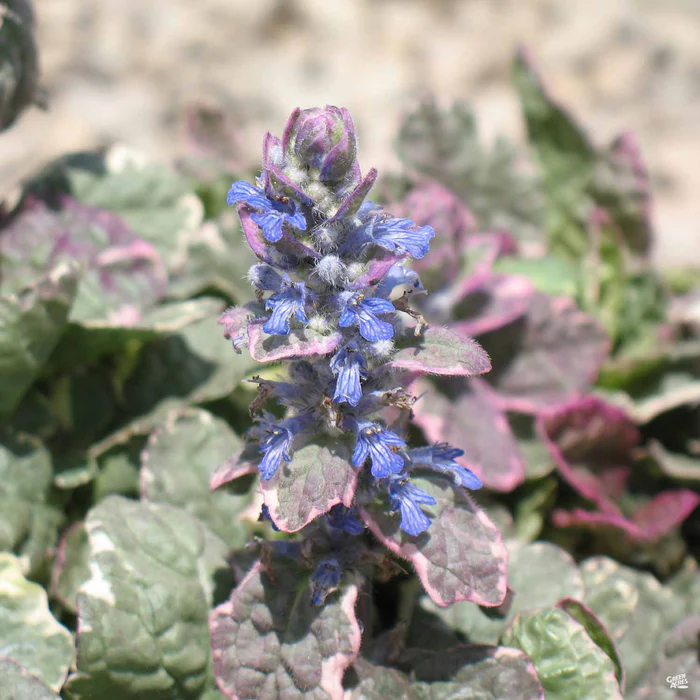 Ajuga 'Burgundy Glow'