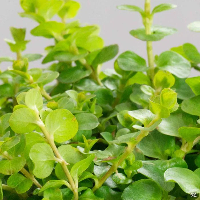 Moneywort 'Goldie'