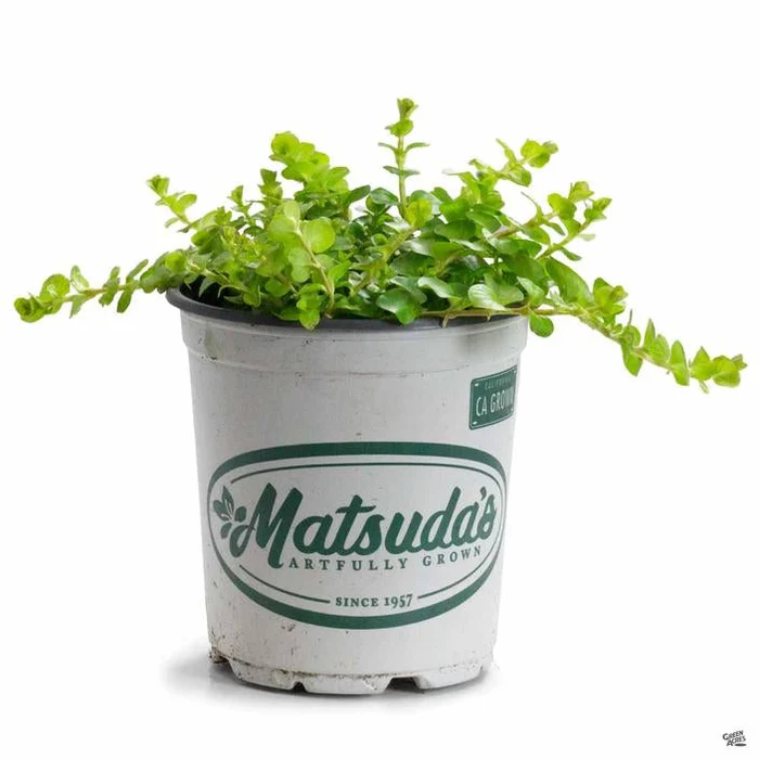 Moneywort 'Goldie'