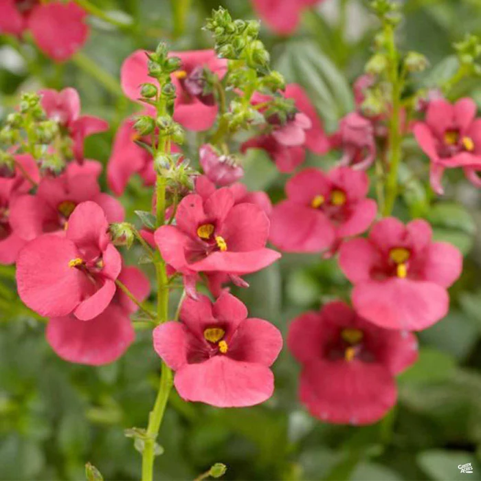 1182-diascia-1.webp Diascia
