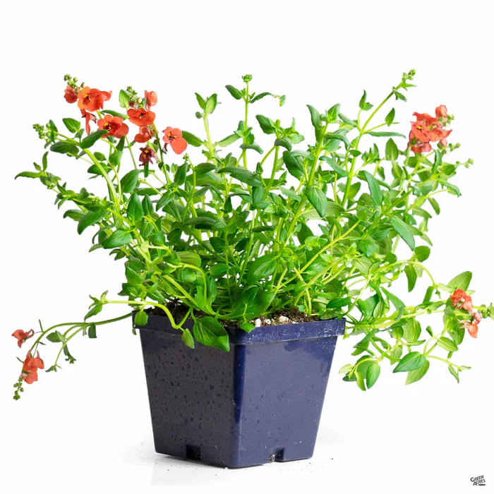 1182-diascia-2.webp Diascia