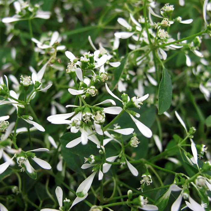 1183-euphorbia-breathless-white-1.webp Euphorbia 'Breathless White'