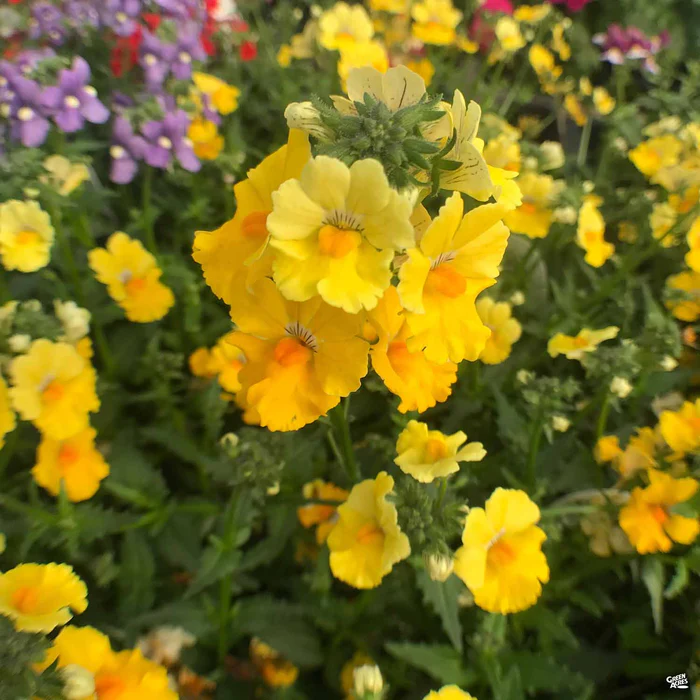 Nemesia