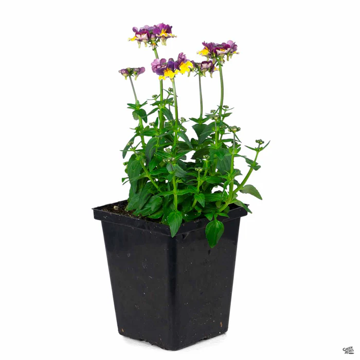 Nemesia