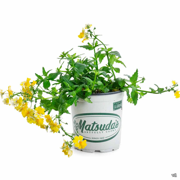 Nemesia