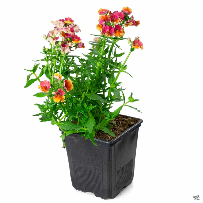 Nemesia