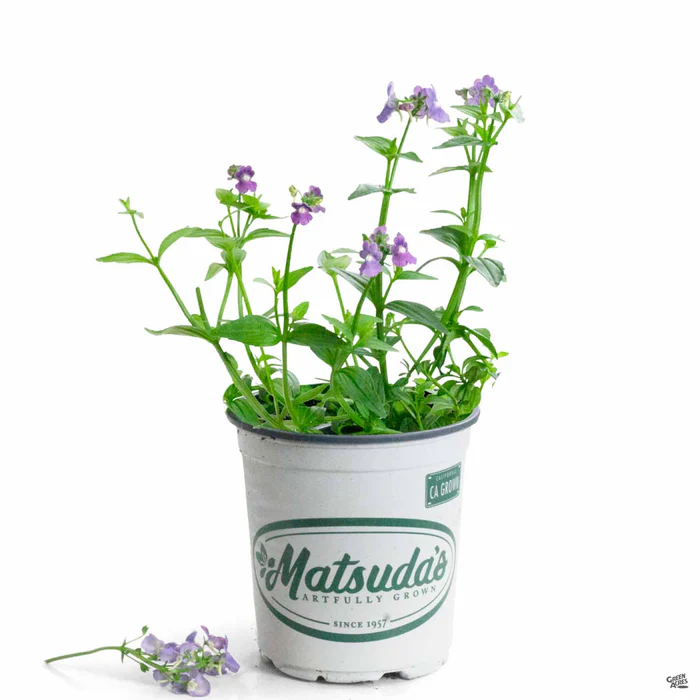 Nemesia