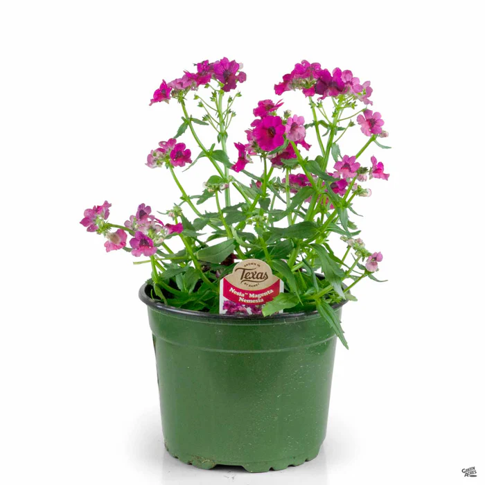 Nemesia