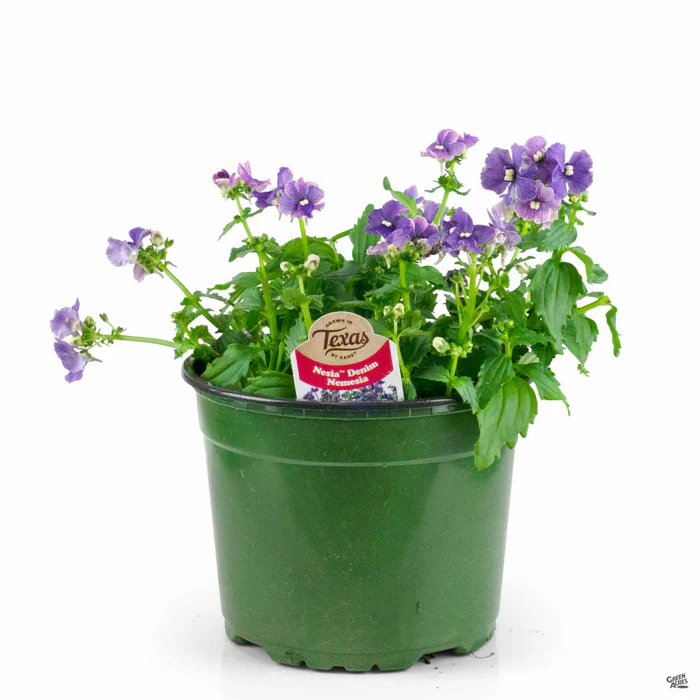 Nemesia