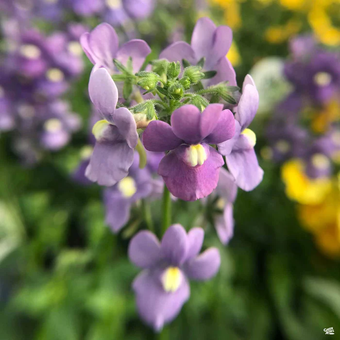 Nemesia