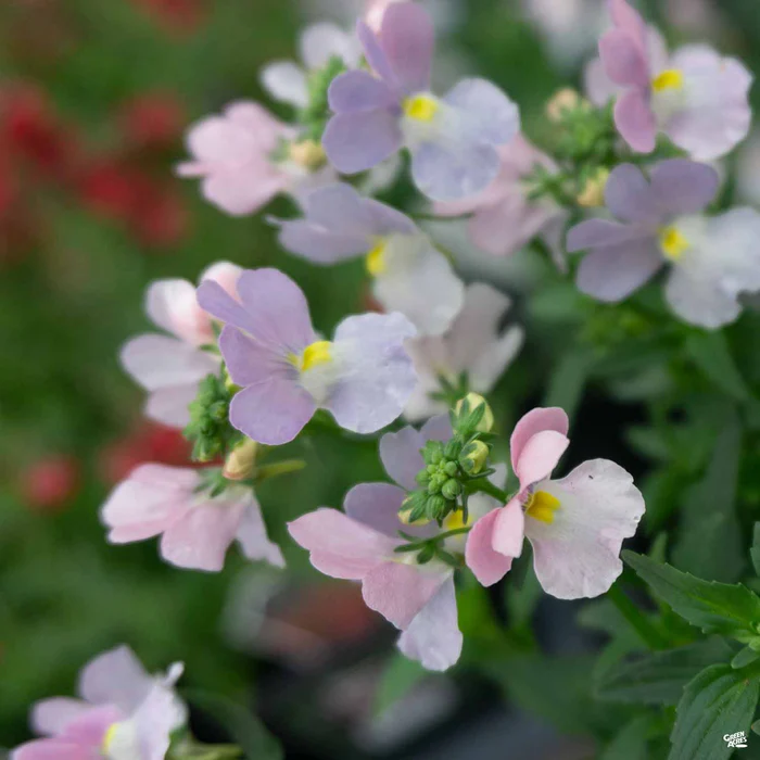 Nemesia