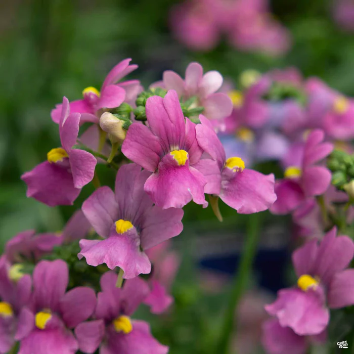 Nemesia
