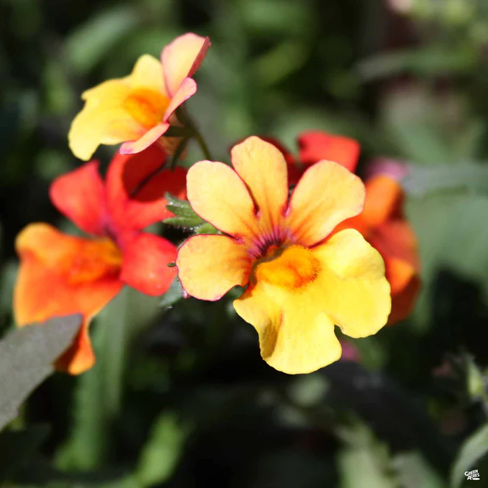 Nemesia