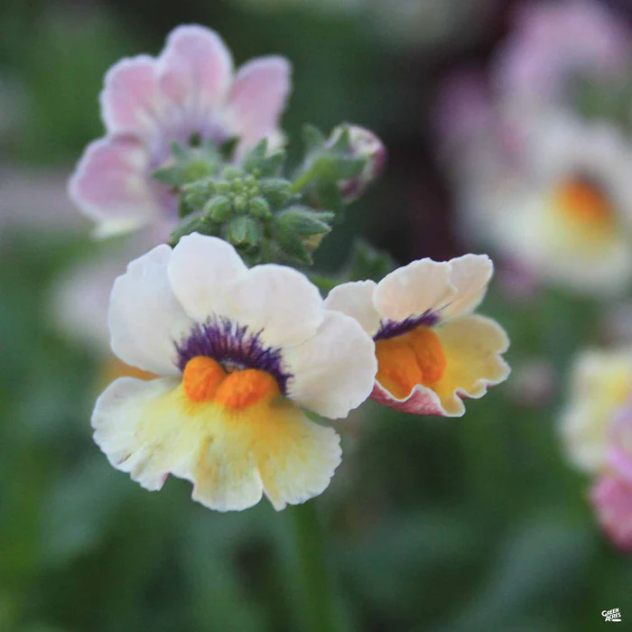 Nemesia