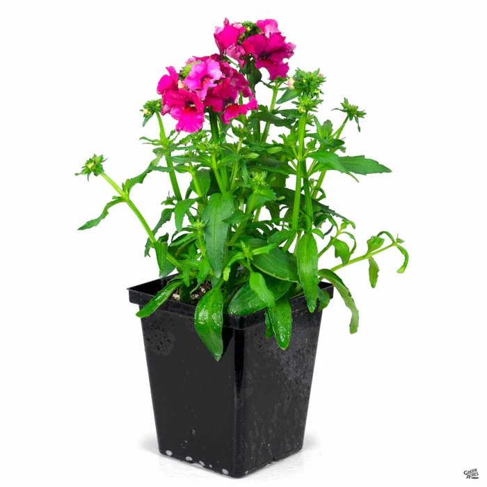 Nemesia