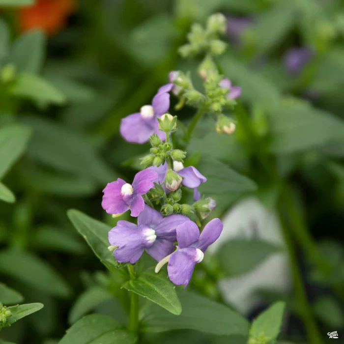 Nemesia