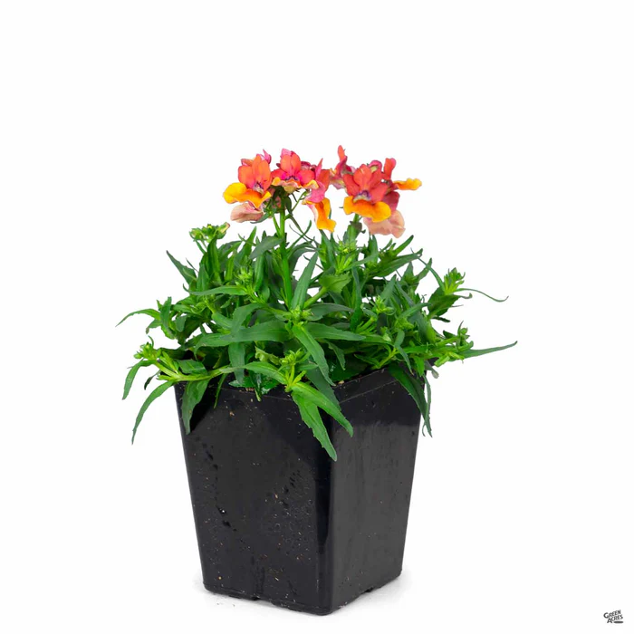 Nemesia