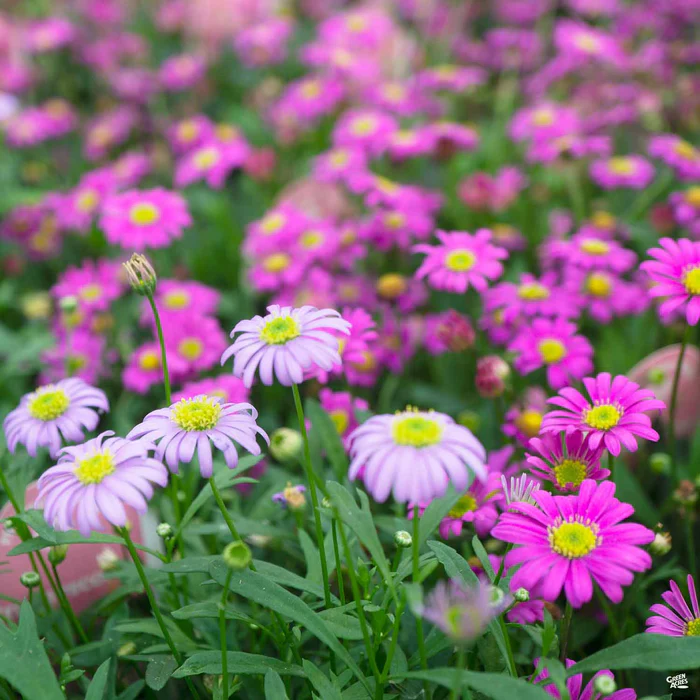 1187-brachyscome-1.webp Brachyscome