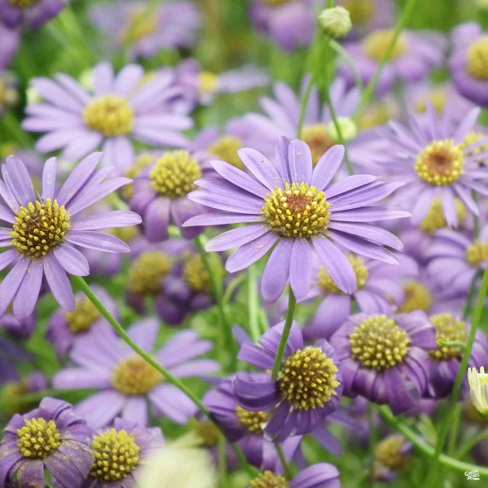 1187-brachyscome-2.webp Brachyscome