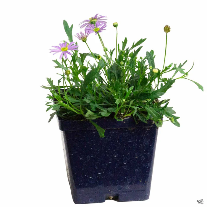 1187-brachyscome-3.webp Brachyscome