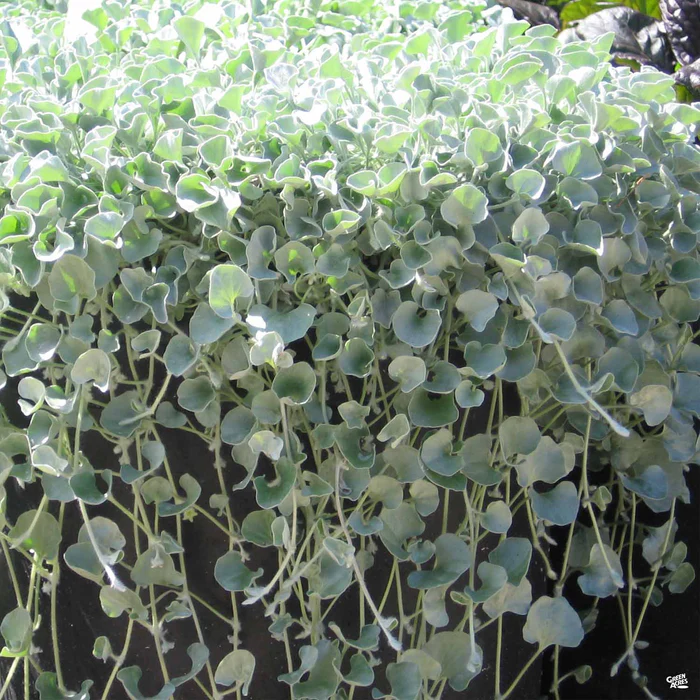 1188-dichondra-silver-falls-1.webp Dichondra 'Silver Falls'