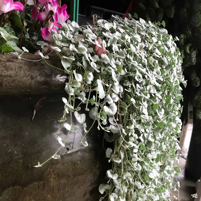 1188-dichondra-silver-falls-2.webp Dichondra 'Silver Falls'