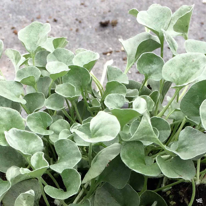 1188-dichondra-silver-falls-3.webp Dichondra 'Silver Falls'