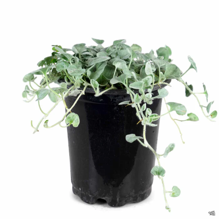 1188-dichondra-silver-falls-4.webp Dichondra 'Silver Falls'