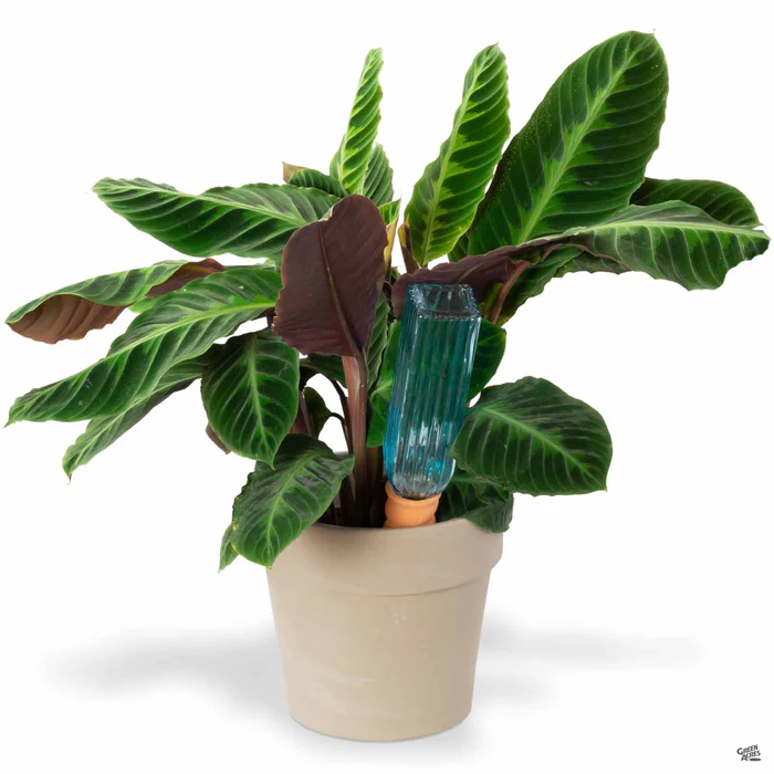 Never Dry Plant Pal with Bottle