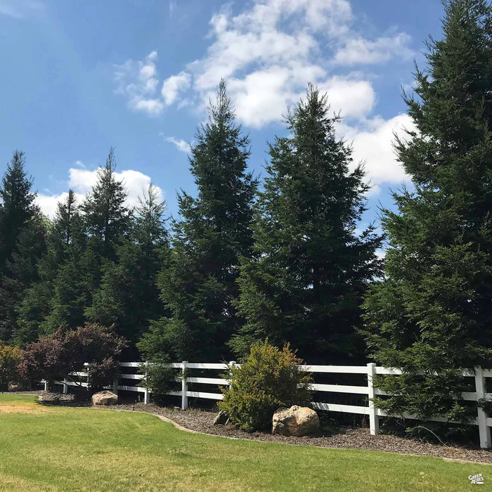 Coastal Redwood 'Aptos Blue'