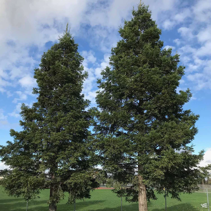 Coastal Redwood 'Aptos Blue'