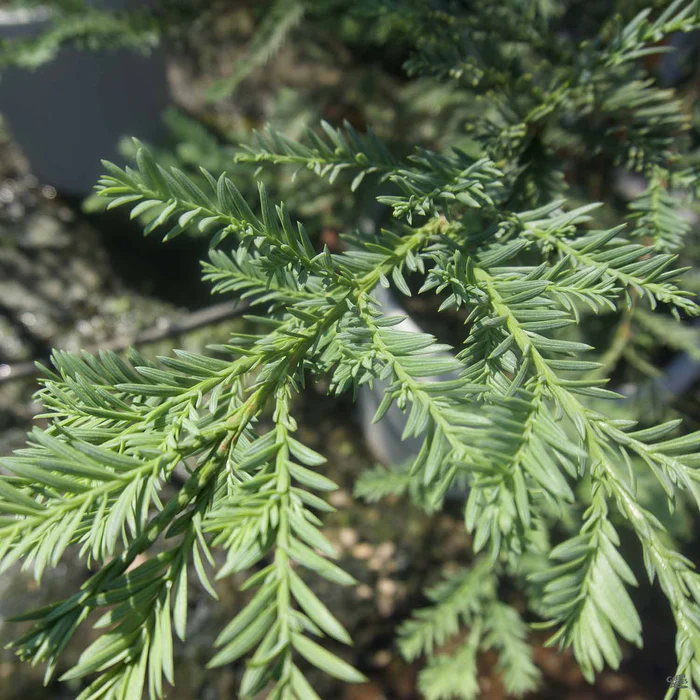 Coastal Redwood 'Aptos Blue'