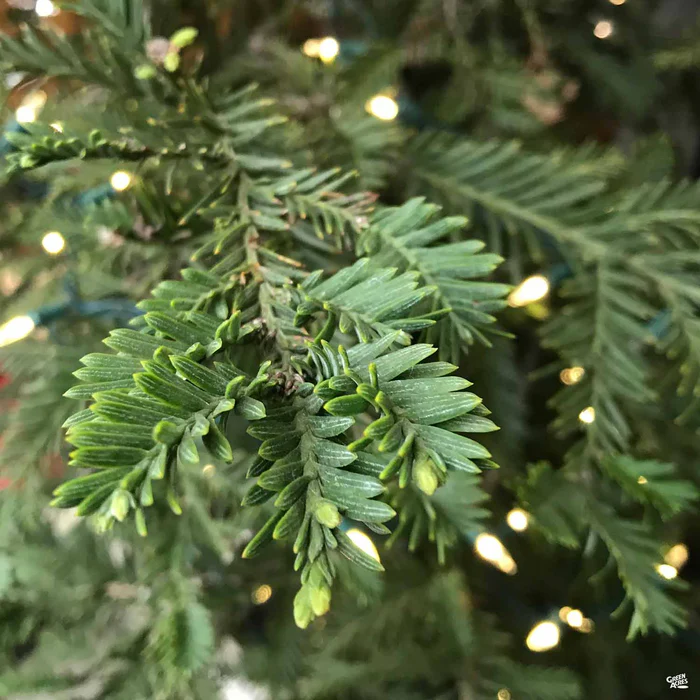 Coastal Redwood 'Aptos Blue'