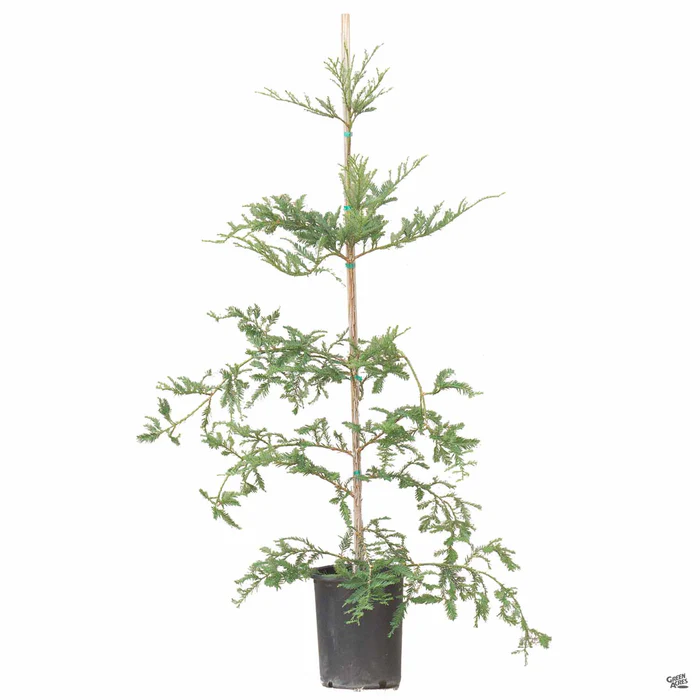 Coastal Redwood 'Aptos Blue'